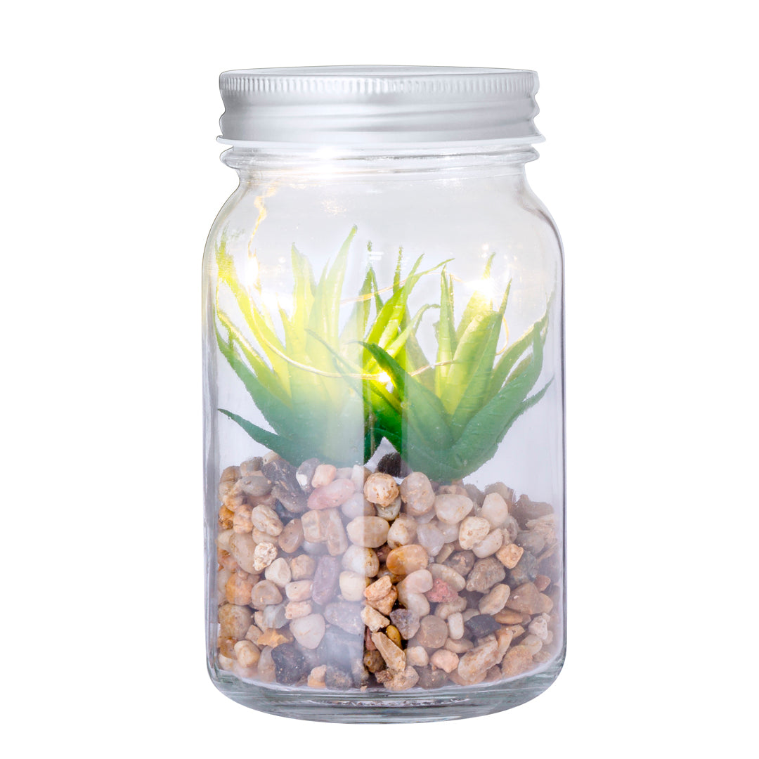 Planta Decorativa
